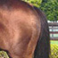 日本軽種馬協会