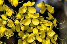 黄色い藤の花!?タイ王国の国花「ドーク・ラーチャプルック」