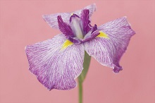フランスの国花「フルール・ド・リス」は神聖な雰囲気を感じるアイリス