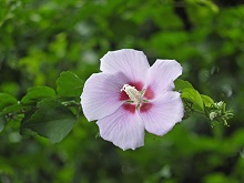 韓国の国花「ムクゲ」の花言葉や特徴