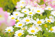 メルヘンを愛する国 デンマーク国花 マーガレットの秘密 翻訳会社アークコミュニケーションズ