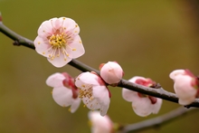 花びらの数にも意味がある！ 台湾の人々が国花・梅に込めた思いとは