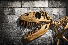 新種の恐竜化石も発掘！ 太古の地質が残る自然豊かな地・モンタナ州